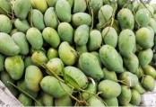 Sheikh Hasina sends seasonal mangoes to Indian President, PM