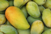 আম সারাবে ডায়াবেটিস