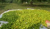 ভিটামিন ‘সি’ তে ভরপুর বরই!
