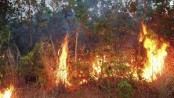 পূর্ব সুন্দরবনে ভয়াবহ অগ্নিকাণ্ড