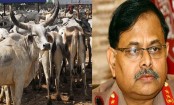 ভারত থেকে গরু আনা বন্ধ করতে চান বিজিবি প্রধান