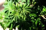 ক্যানসারের ওষুধ পাবে গাঁজায়
