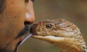 সাপের মুখে চুম্বন (ভিডিও)