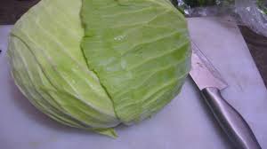কৃত্রিমভাবে  তৈরি হচ্ছে বাঁধাকপি (ভিডিও)
