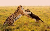 হিংস্র বাঘের সঙ্গে কুকুরের লড়াই..!