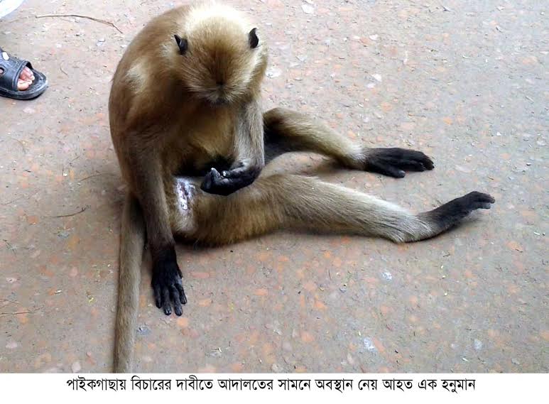 হামলাকারীর গ্রেফতার দাবীতে হনুমান আদালতে