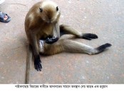 হামলাকারীর গ্রেফতার দাবীতে হনুমান আদালতে