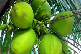 ডাব মুহূর্তেই করে চাঙ্গা