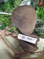 সুন্দরগঞ্জে বৃক্ষ মেলার উদ্বোধন