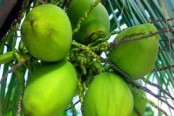 ডাব মুহূর্তেই করে চাঙ্গা