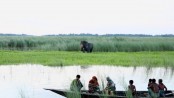 হাতি দেখতে হাজারো মানুষের ভীড়