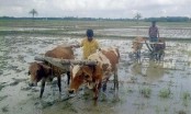 বিলুপ্ত গরু দিয়ে হাল চাষ 