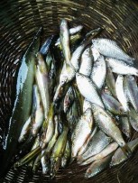 ভরা মৌসুমেও মিলছে না দেশি মাছ