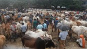 বালেক করবে কুরবানির পশু জবাই