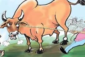 পাইকগাছায় ৩ গরু চোর আটক