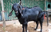 ছাগলের দাম এক লাখ ২০ হাজার টাকা!
