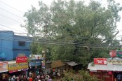 ঝড়ে কেড়ে নিল নড়াইলের ঐতিহাসিক বটগাছ