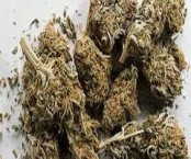 রাজশাহীতে গাঁজা বিক্রির দায়ে আটক পিতা-পুত্র