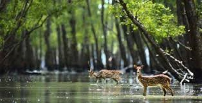 রামপালে অর্থায়ন বন্ধে এক্সিম ব্যাংককে ৪১ টি দেশের অনুরোধপত্র
