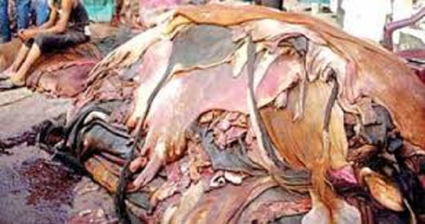নিষেধাজ্ঞা থাকলেও হাজারীবাগে চলছে চামড়া প্রক্রিয়াজাতকরণ
