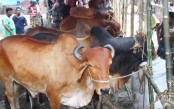 রাজধানীতে এবার বসবে ২৩ পশুর হাট
