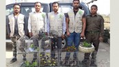 টঙ্গীতে বিভিন্ন প্রজাতির ১৬৫ পাখি জব্দ
