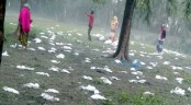 দুই রাতের ঝড়-বৃষ্টিতে কয়েক হাজার পাখির মৃত্যু
