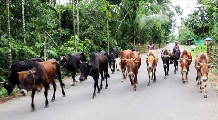 ঈদকে সামনে রেখে গরু আমদানি শুরু