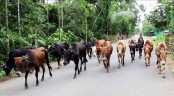 ঈদকে সামনে রেখে গরু আমদানি শুরু