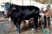 ১১ লাখ টাকার 'বাহাদুর' দেখতে মানুষের ভিড়