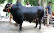 ব্লাক ডায়মন্ডের দাম ২০ লাখ
