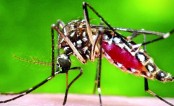 মশা নিধনে আজ আসছে বিদেশি ওষুধের নমুনা

