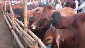জেনে নিন রাজধানীর যেসব স্থানে বসছে পশুরহাট