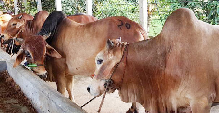 দিনাজপুরে জমে উঠতে শুরু করেছে কোরবানীর পশুর হাট
