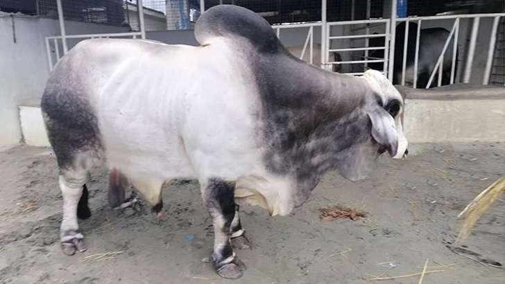 রেকর্ড দামে বিক্রি হলো ১৪০০ কেজির ‘বস’

