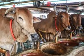 কোরবানিতে চাহিদার অতিরিক্ত গরুর সরবরাহ : প্রত্যাশিত দাম না পাওয়ার শঙ্কায় খামারিরা