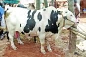 পশুর হাট জমবে আজ
