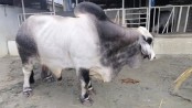 রেকর্ড দামে বিক্রি হলো ১৪০০ কেজির ‘বস’
