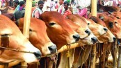 কোরবানির পশুর হাট: বৃষ্টিতে ক্রেতা কম, আতঙ্কে বিক্রেতারা
