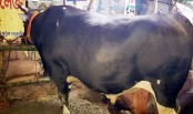  ৩০ মণের বাহাদুরের দাম ১৪ লাখ, বাহুবলীর ১৩