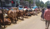 সড়কে পশু কেনা-বেচা থেকে সাবধান