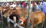 লাখের নিচে গরু নেই, ১২ হাজারের নিচে খাসি নেই
