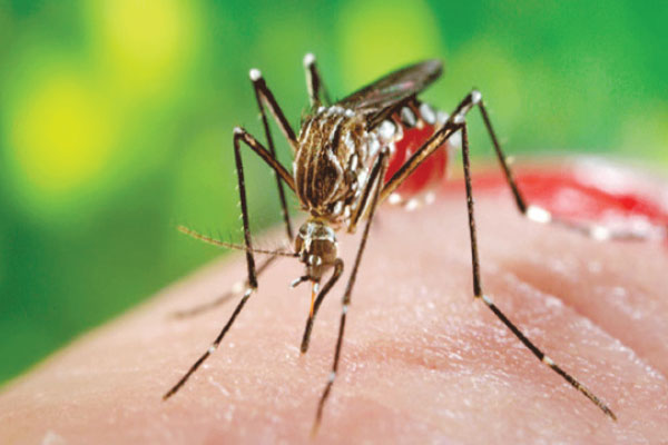 ডেঙ্গুজ্বর সারার পর করণীয়
