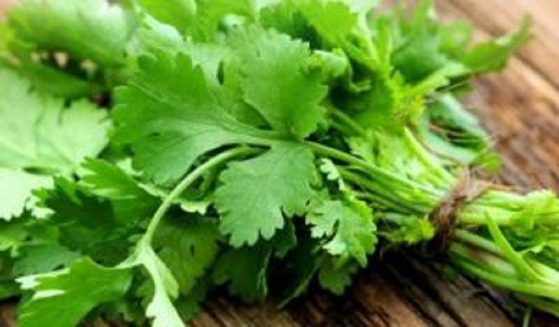 ধনে পাতা খাওয়ার ১০ মারাত্মক ক্ষতি