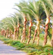   বেনাপোল -শার্শার  গাছিরা আগাম খেজুর গাছ  কাটায় ব্যস্ত