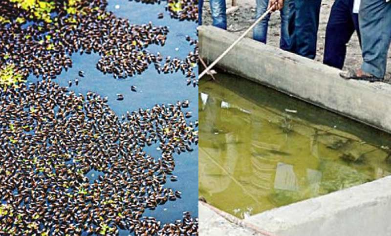 এডিস নির্মূল অভিযানে ৫৮ লাখ টাকা জরিমানা ঢাকা উত্তরের
