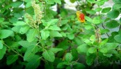 দৃষ্টিশক্তি বাড়াতে তুলসি পাতার কার্যকারিতা
