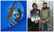 তক্ষক দেখিয়ে টাকা হাতিয়ে নেয় ওরা
