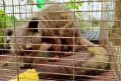 বগুড়ায় গন্ধগোকুল উদ্ধার

