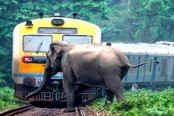 হাতির সঙ্গে ধাক্কা, লাইনচ্যুত ট্রেন!
